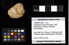 Foto (Objekt + Etiketten) von Cyclothyreus reussi (Gemmellaro, 1869) 